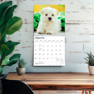 2027 BrownTrout West Highland White Terrier Puppies 12" x 12" Monthly Wall Calendar (9798330710119)