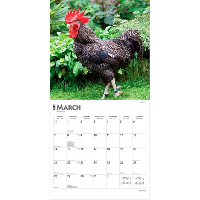 2027 BrownTrout Roosters 12" x 12" Monthly Wall Calendar (9798330711956)