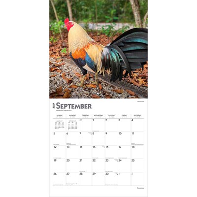 2027 BrownTrout Roosters 12" x 12" Monthly Wall Calendar (9798330711956)