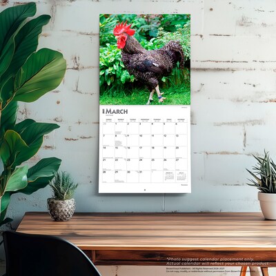 2027 BrownTrout Roosters 12" x 12" Monthly Wall Calendar (9798330711956)