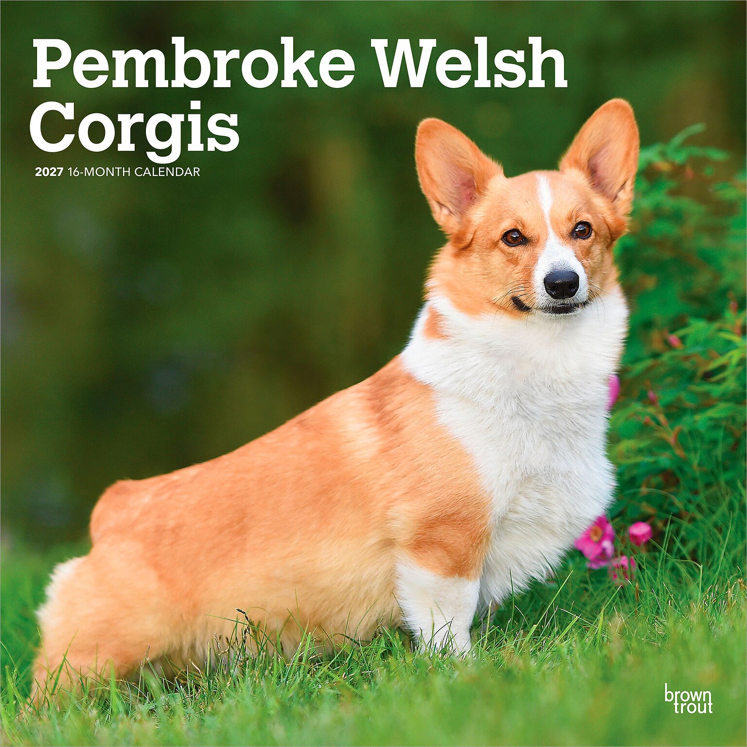 2027 BrownTrout Pembroke Welsh Corgis 12 x 12 Monthly Wall Calendar (9798330712717)