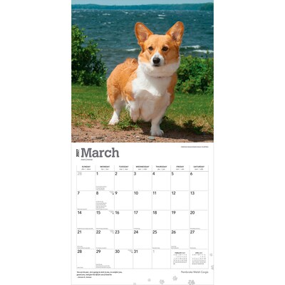 2027 BrownTrout Pembroke Welsh Corgis 12" x 12" Monthly Wall Calendar (9798330712717)