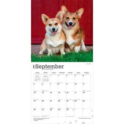 2027 BrownTrout Pembroke Welsh Corgis 12" x 12" Monthly Wall Calendar (9798330712717)