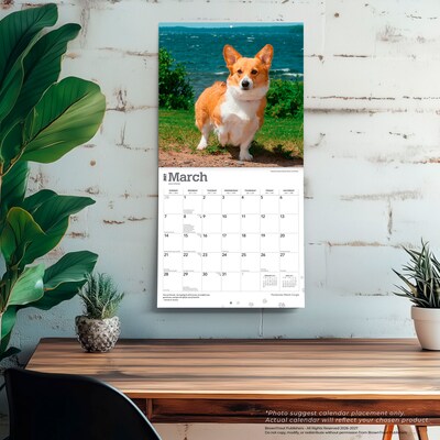 2027 BrownTrout Pembroke Welsh Corgis 12" x 12" Monthly Wall Calendar (9798330712717)