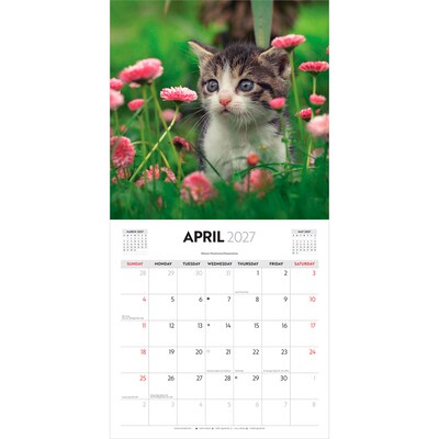 2027 BrownTrout Cute Kittens 12" x 12" Monthly Wall Calendar (9347301107214)