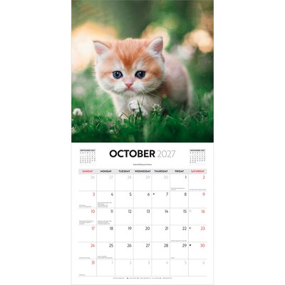 2027 BrownTrout Cute Kittens 12" x 12" Monthly Wall Calendar (9347301107214)