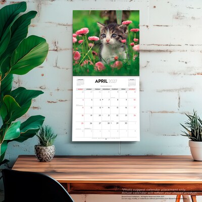 2027 BrownTrout Cute Kittens 12" x 12" Monthly Wall Calendar (9347301107214)