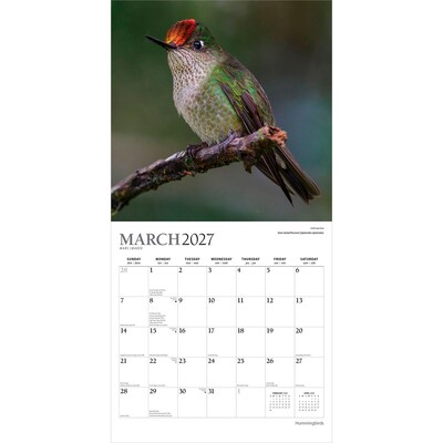 2027 BrownTrout Hummingbirds 12" x 12" Monthly Wall Calendar (9798330713684)