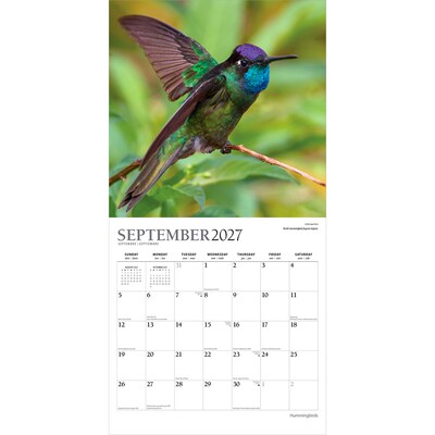2027 BrownTrout Hummingbirds 12" x 12" Monthly Wall Calendar (9798330713684)