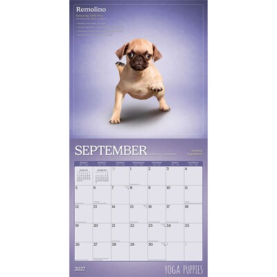 2027 BrownTrout Yoga Puppies 12" x 12" Monthly Wall Calendar (9798330713585)