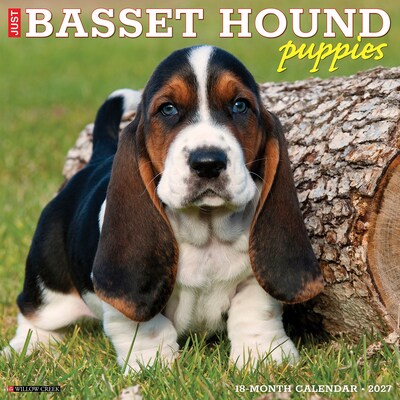 2027 Willow Creek Basset Hound Puppies 12 x 12 Monthly Wall Calendar, Assorted Colors (59036)