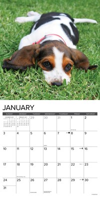 2027 Willow Creek Basset Hound Puppies 12" x 12" Monthly Wall Calendar, Assorted Colors (59036)