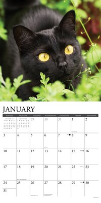 2027 Willow Creek Black Cats 12" x 12" Monthly Wall Calendar, Assorted Colors (59241)