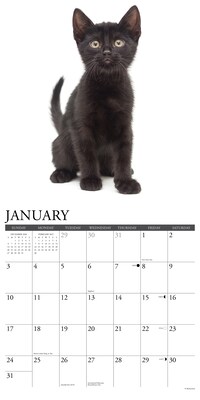 2027 Willow Creek Black Kittens 12" x 12" Monthly Wall Calendar, Assorted Colors (59258)