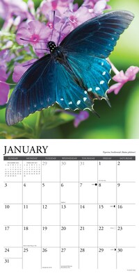 2027 Willow Creek Butterflies 12" x 12" Monthly Wall Calendar, Assorted Colors (59401)