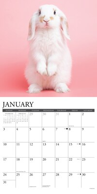2027 Willow Creek Just Bunnies 2027 12" x 12" Monthly Wall Calendar, Assorted Colors (59395)