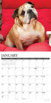 2027 Willow Creek Just Bulldogs 12" x 12" Monthly Wall Calendar, Assorted Colors (59388)