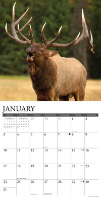 2027 Willow Creek Bull Elk 12" x 12" Monthly Wall Calendar, Assorted Colors (59357)