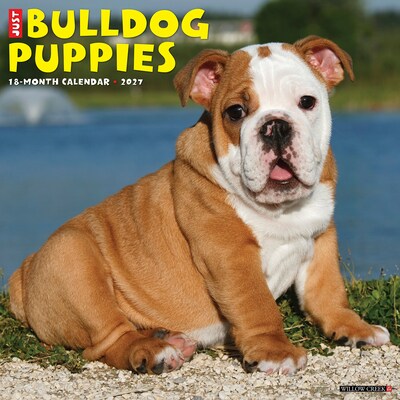 2027 Willow Creek Bulldog Puppies 12 x 12 Monthly Wall Calendar, Assorted Colors (59371)