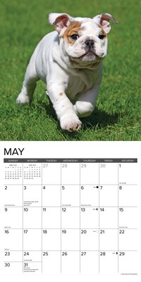 2027 Willow Creek Bulldog Puppies 12" x 12" Monthly Wall Calendar, Assorted Colors (59371)