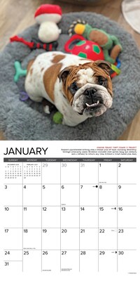 2027 Willow Creek Bulldog Bad Boys 12" x 12" Monthly Wall Calendar, Assorted Colors (59364)