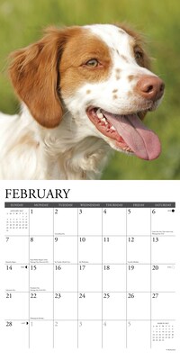 2027 Willow Creek Just Brittanys 12" x 12" Monthly Wall Calendar, Assorted Colors (59333)