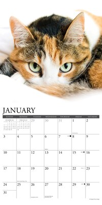 2027 Willow Creek Calico Cats 12" x 12" Monthly Wall Calendar (59432)