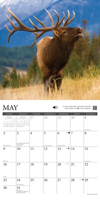 2027 Willow Creek Call of the Wild 12" x 12" Monthly Wall Calendar (59456)