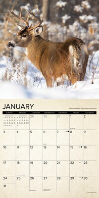 2027 Willow Creek Canadian Fish & Wild Game 12" x 12" Monthly Wall Calendar (59487)