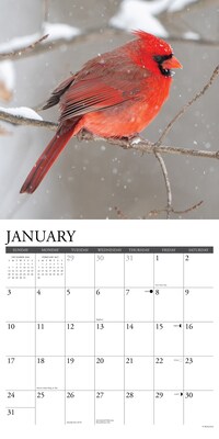2027 Willow Creek Cardinals 12" x 12" Monthly Wall Calendar (59500)