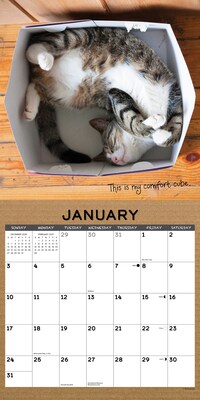 2027 Willow Creek Cat in a Box 12" x 12" Monthly Wall Calendar (59531)