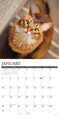 2027 Willow Creek Cats 12" x 12" Monthly Wall Calendar (59562)