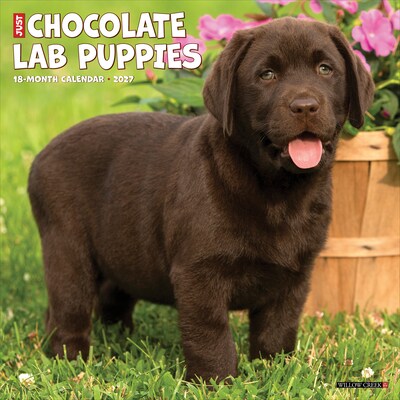2027 Willow Creek Chocolate Lab Puppies 12 x 12 Monthly Wall Calendar (59685)