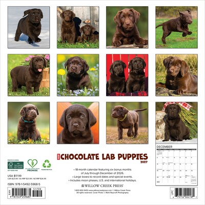 2027 Willow Creek Chocolate Lab Puppies 12 x 12 Monthly Wall Calendar (59685)