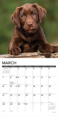 2027 Willow Creek Chocolate Lab Puppies 12" x 12" Monthly Wall Calendar (59685)
