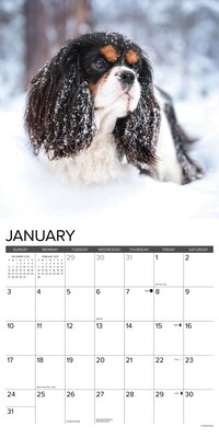 2027 Willow Creek Cavalier King Charles Spaniels  12" x 12" Monthly Wall Calendar (59623)