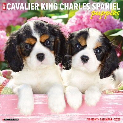 2027 Willow Creek Cavalier King Charles Spaniel Puppies  12 x 12 Monthly Wall Calendar (59616)
