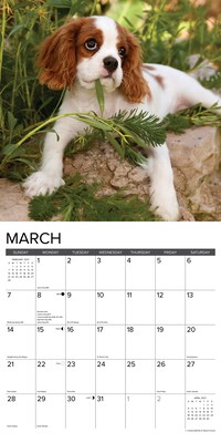 2027 Willow Creek Cavalier King Charles Spaniel Puppies  12" x 12" Monthly Wall Calendar (59616)