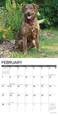 2027 Willow Creek Chesapeake Bay Retrievers 12" x 12" Monthly Wall Calendar (59630)