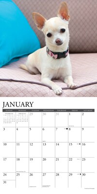 2027 Willow Creek Chihuahuas  12" x 12" Monthly Wall Calendar (59661)