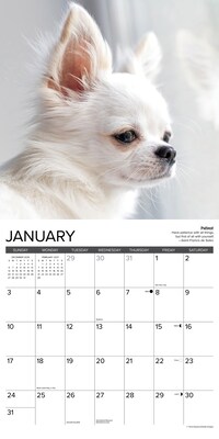 2027 Willow Creek Chihuahua Rules 12" x 12" Monthly Wall Calendar (59654)