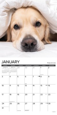 2027 Willow Creek What Goldens Teach Us 12" x 12" Monthly Wall Calendar, Assorted Colors (62913)