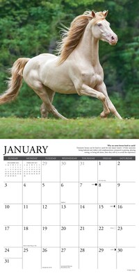 2027 Willow Creek Why Horses Do That 12" x 12" Monthly Wall Calendar, Assorted Colors (62999)