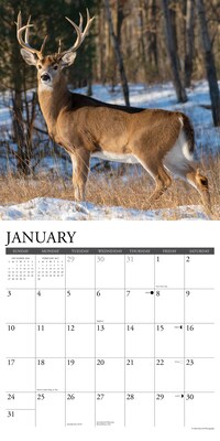 2027 Willow Creek Whitetail Monarchs 12" x 12" Monthly Wall Calendar, Assorted Colors (62975)