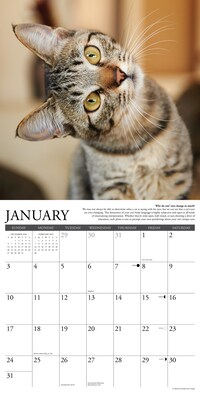 2027 Willow Creek Why Cats Do That 12" x 12" Monthly Wall Calendar, Assorted Colors (62982)