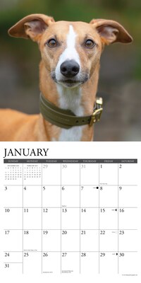 2027 Willow Creek Whippets 12" x 12" Monthly Wall Calendar, Assorted Colors (62968)