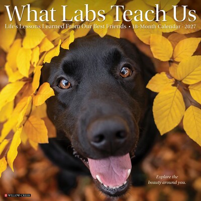 2027 Willow Creek What Labs Teach Us 12 x 12 Monthly Wall Calendar, Assorted Colors (62944)
