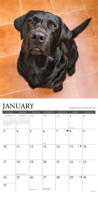 2027 Willow Creek What Labs Teach Us 12" x 12" Monthly Wall Calendar, Assorted Colors (62944)