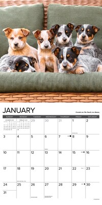 2027 Willow Creek What Puppies Teach Us 12" x 12" Monthly Wall Calendar, Assorted Colors (62951)