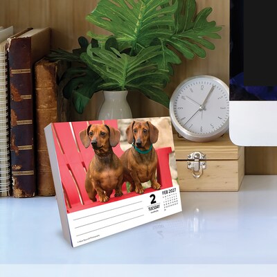 2027 Willow Creek Dachshunds 6.2" x 5.4" Daily Day-to-Day Calendar, Assorted Colors (63385)